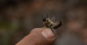 La abeja y el refresco