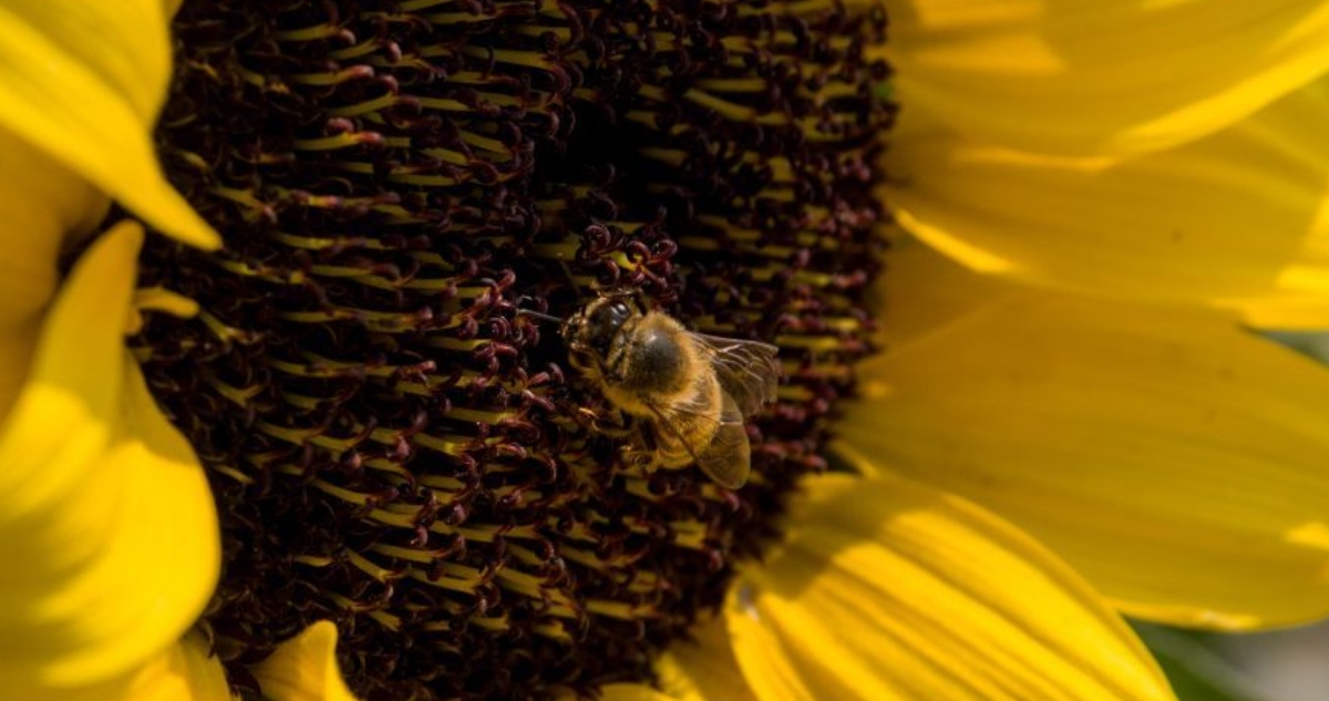 China crea la primera abeja teledirigida, que puede utilizarse para espionaje