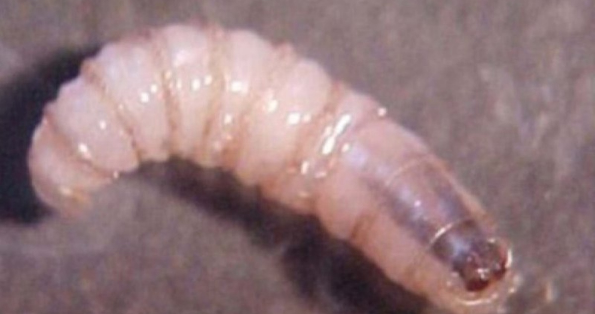 Las autoridades de Yucatán confirmaron el viernes pasado el primer caso humano de miasis por gusano barrenador en el estado.