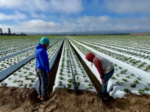 Los trabajadores agrícolas de Oxnard temen a una redada en los campos.