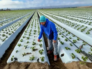 Los trabajadores del campo de Oxnard en su gran mayoría son indígenas de Oaxaca, Guerrero y Michoacán, México. 