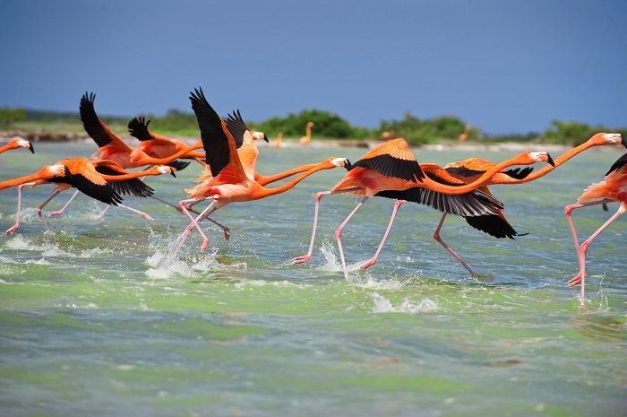 Celestún: Refugio de flamencos