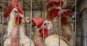 Igualdad Animal México