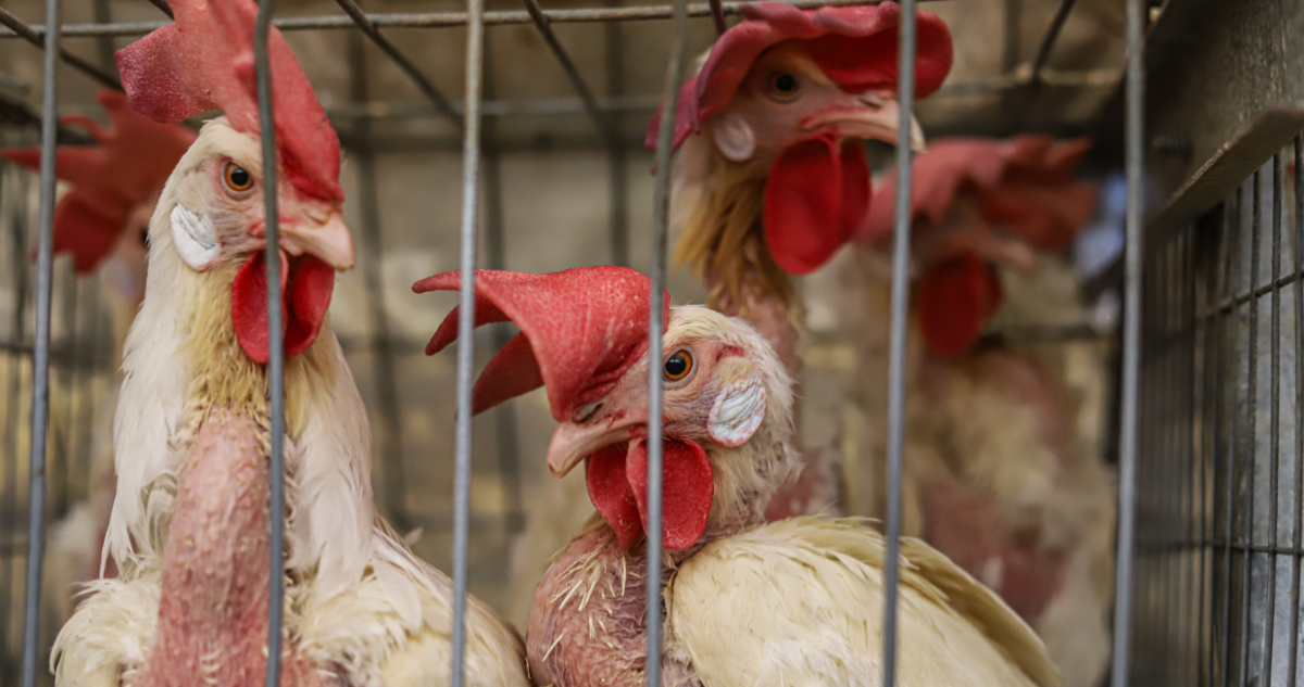 Igualdad Animal México