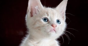 Gatito y sus cuidados