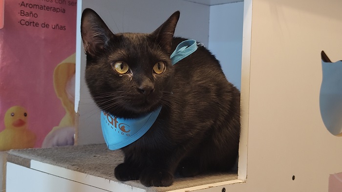 Catfecito para ayudar a los gatos