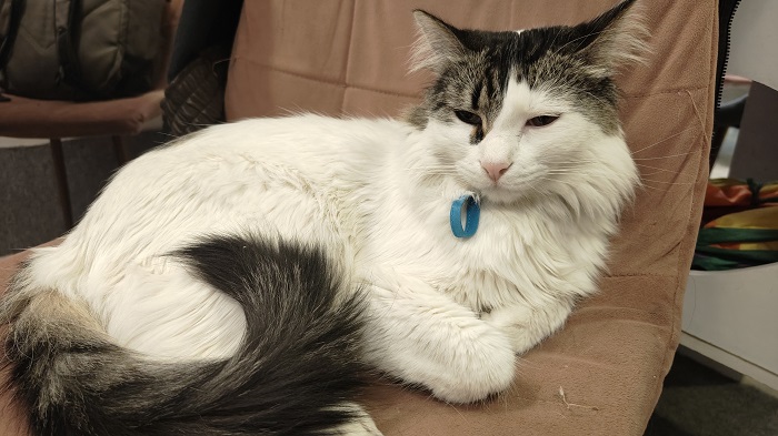 Catfecito para ayudar a los gatos