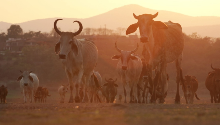 Agricultura y la UACh lanzarán convocatoria para capacitar a egresadas y egresados en la atención del gusano barrenador.