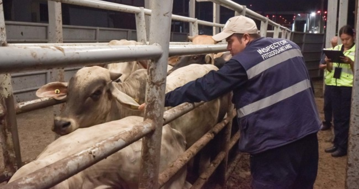 Agricultura y la UACh lanzarán convocatoria para capacitar a egresadas y egresados en la atención del gusano barrenador.