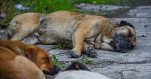 Vecinos reportan envenenamiento masivo de perros en San Gregorio Atzompa, Puebla.