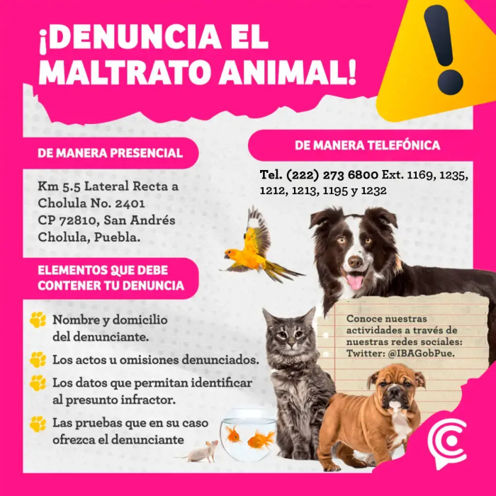 Además del envenenamiento masivo de perros en San Gregorio Atzompa, continúan más casos de maltrato animal.