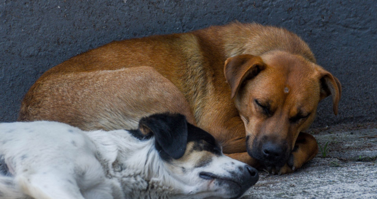 Se registra aumento de maltrato animal en Puebla.
