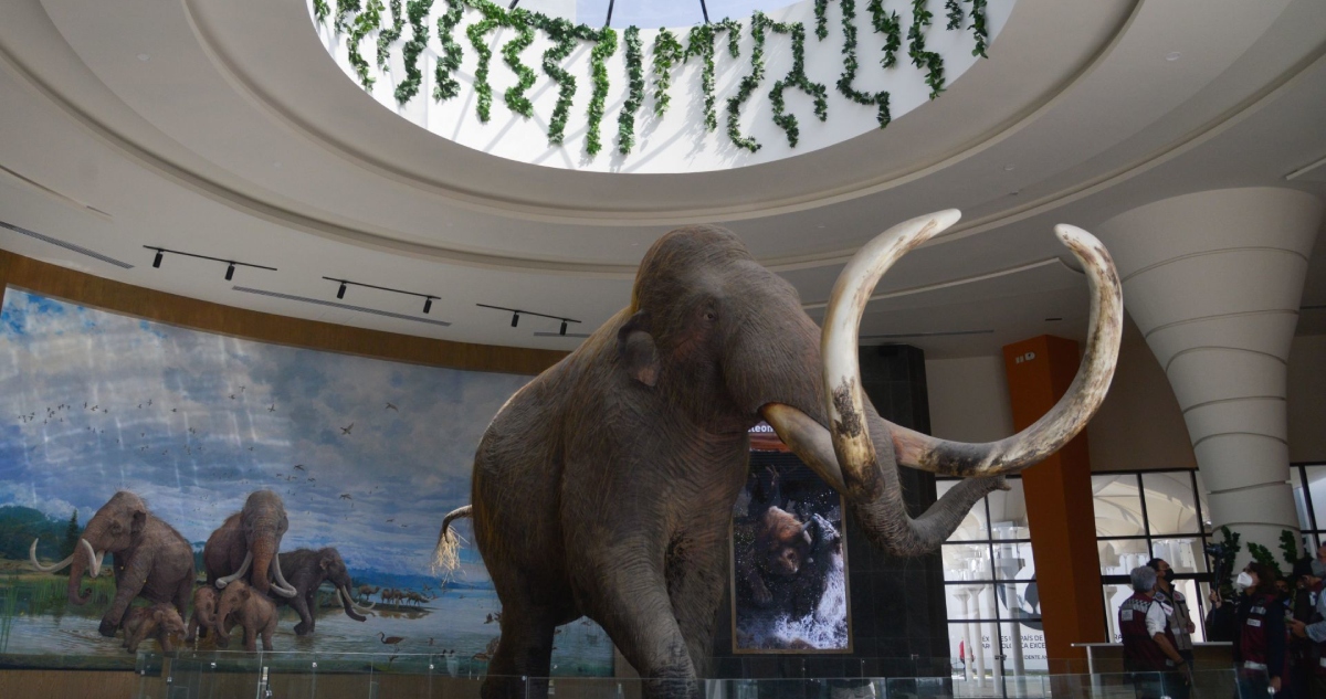 El Instituto Nacional de Antropología e Historia (INAH) y la Universidad Nacional Autónoma de México (UNAM) descubrieron un nuevo linaje de Mamut que habitó en el noroeste de la Cuenca de México.
