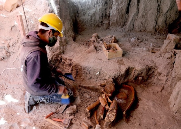 El INAH y la UNAM descubrieron un nuevo linaje de Mamut que habitó en el noroeste de la Cuenca de México. Se generarán saberes nuevos y útiles para la sociedad.