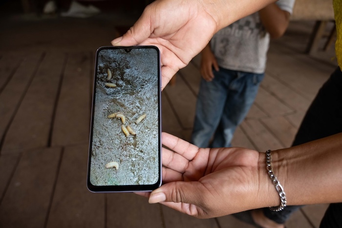 La Secretaría de Agricultura y Desarrollo Rural (Agricultura) anunció que México y EU firmaron un acuerdo para controlar al gusano barrenador del ganado.