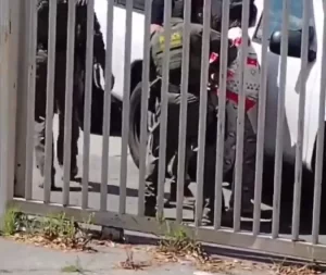 Cari López Alvarado, con nueve meses de embarazo, fue arrestada por agentes federales.