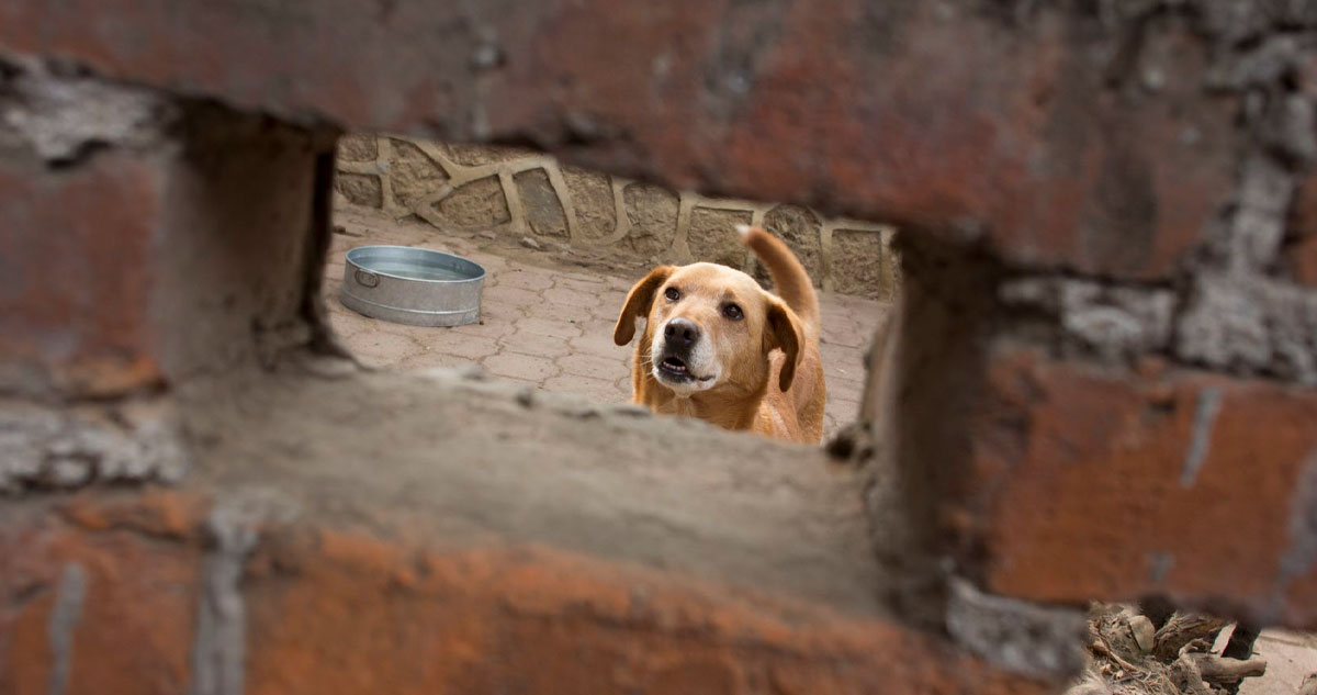 Captan a policía de Michoacán golpeando a un perro