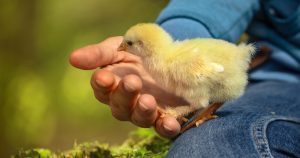 Elegir no comer carne
