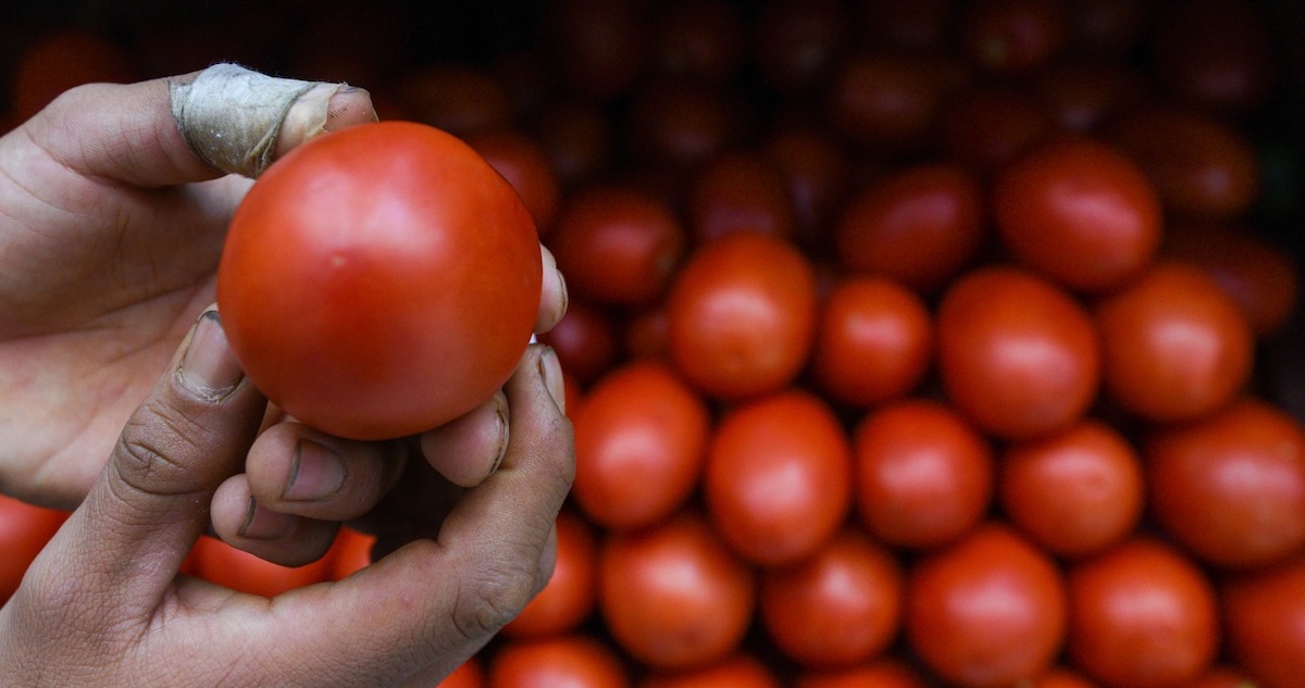 La Presidenta Sheinbaum explicó que los productores de jitomate solicitaron que se fije un precio mínimo para evitar afectaciones por el arancel impuesto EU.