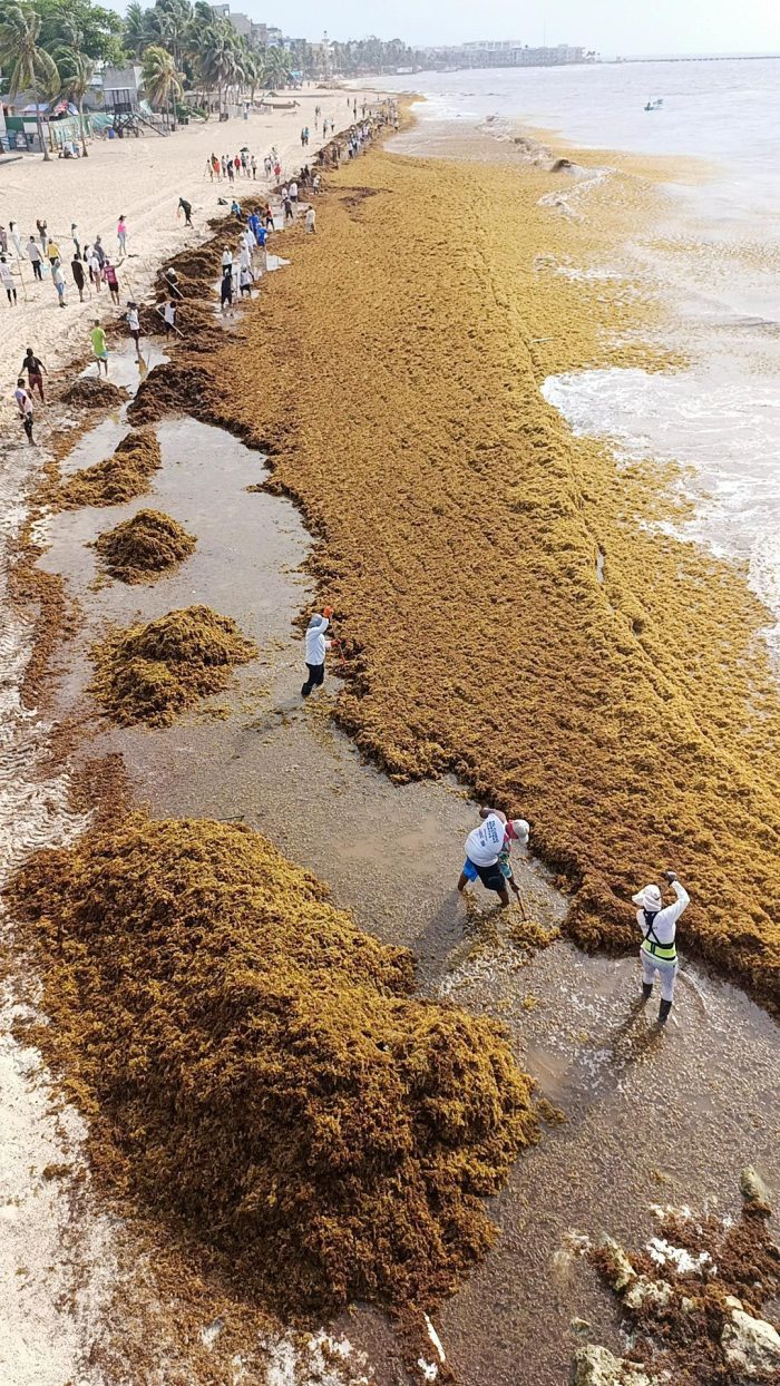 Sargassum is a problem that Mexican beaches suffer from.