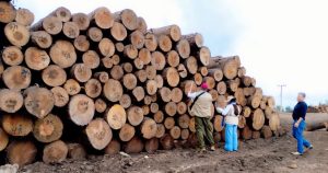 Profepa asegura más de 3,455 m³ de madera sin acreditar en Michoacán