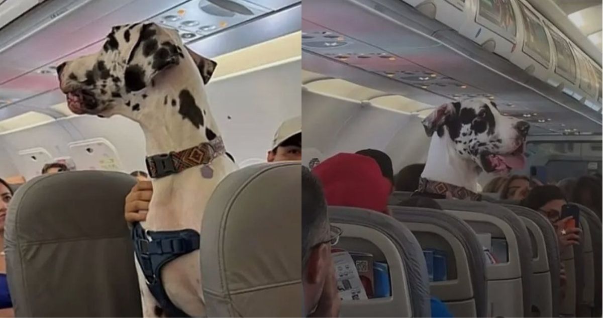 Un perro de raza gran danés conquistó las redes sociales luego de que se hizo viral un video del animal viajando como un pasajero más a bordo de un avión.