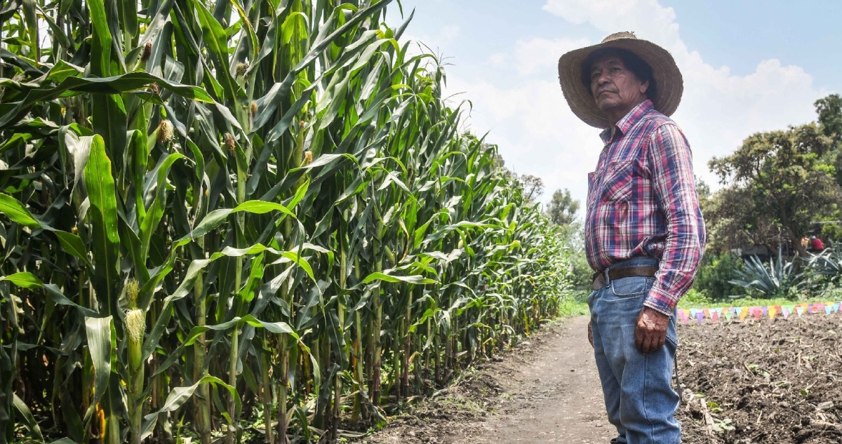 El Gobierno de México anunció la prohibición de 35 moléculas de plaguicidas peligrosos, la cual será publicada en el Diario Oficial de la Federación (DOF).