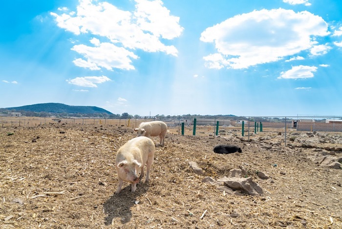 Santuario para animales