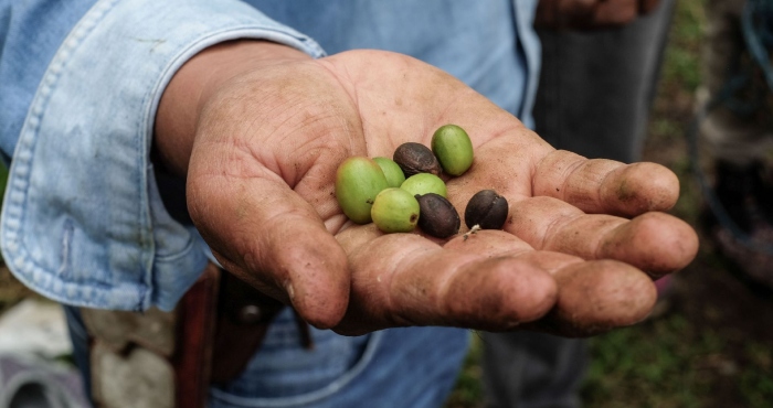Diputada por Morena dice que nave espacial llevará café veracruzano a Marte.