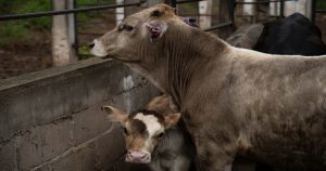 El gusano barrenador reapareció a partir de las importaciones de México del ganado proveniente de Centroamérica.