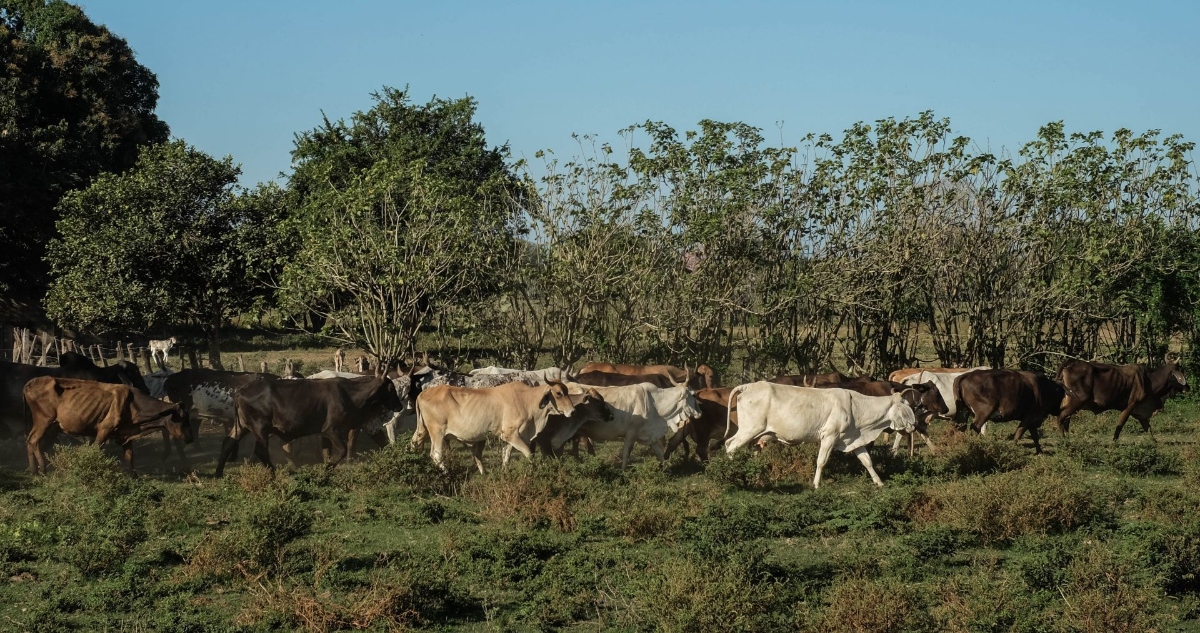 La Presidenta dio a conocer que la importación de ganado desde Centroamérica se suspendió en puertos del norte de México; ya sólo se hace por Puerto Chiapas.