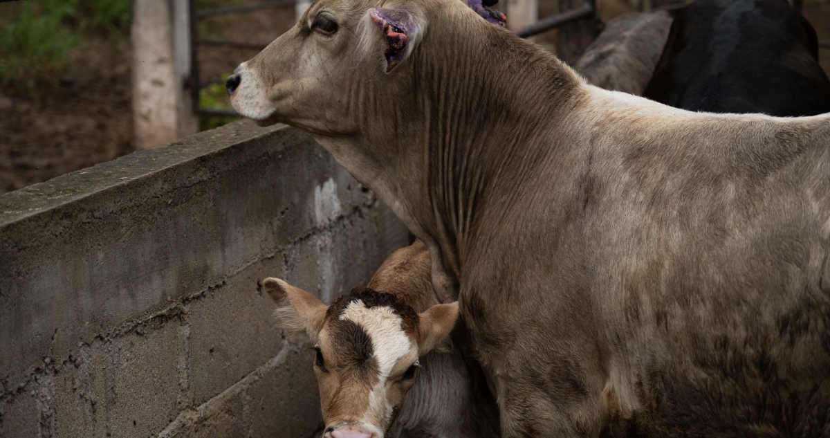 El Gobierno de México confirmó que ha detectado el primer caso de gusano barrenador en un animal en Nuevo León (NL), entidad fronteriza con Estados Unidos (EU).