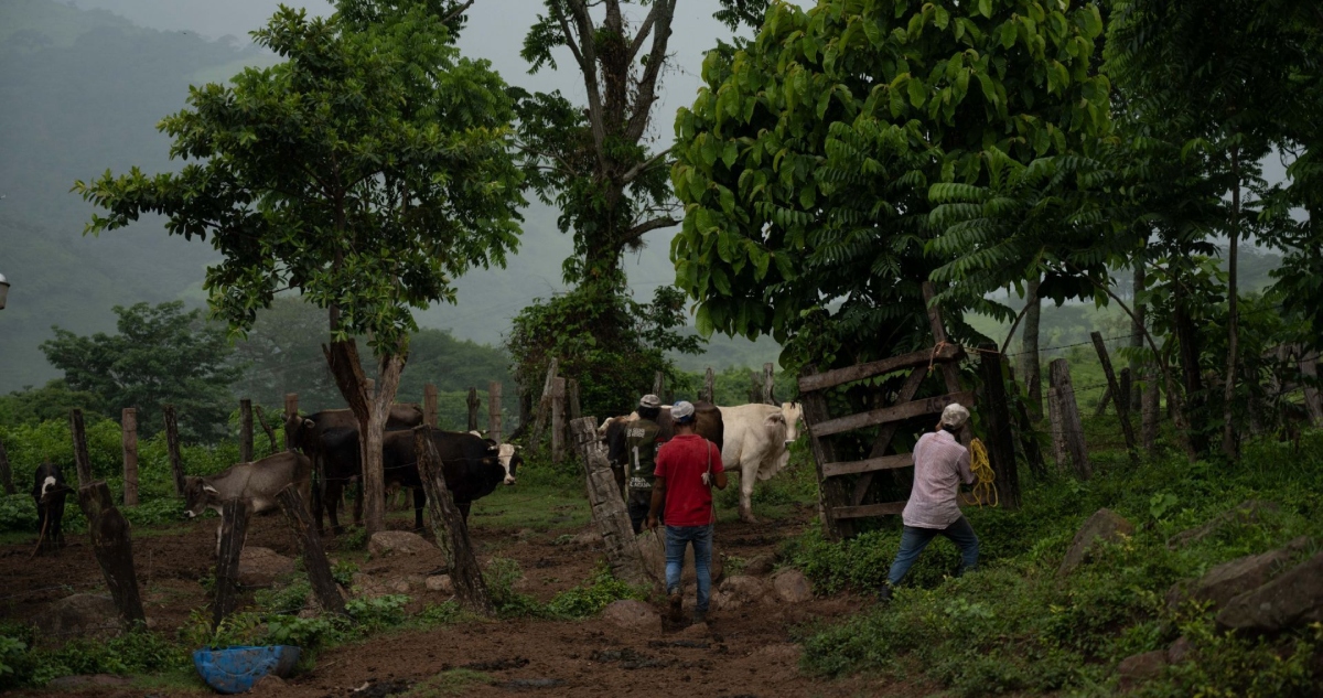 El Indicador Global de la Actividad Económica (IGAE) cayó 0.9% en julio respecto a junio, informó el Instituto Nacional de Estadística y Geografía (Inegi).