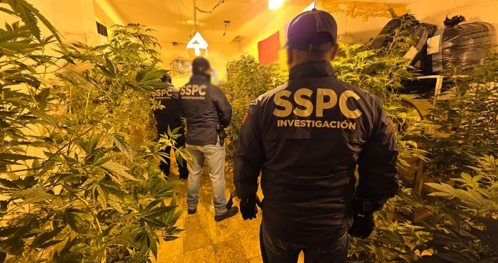 Invernaderos de mariguana en plena CdMx.