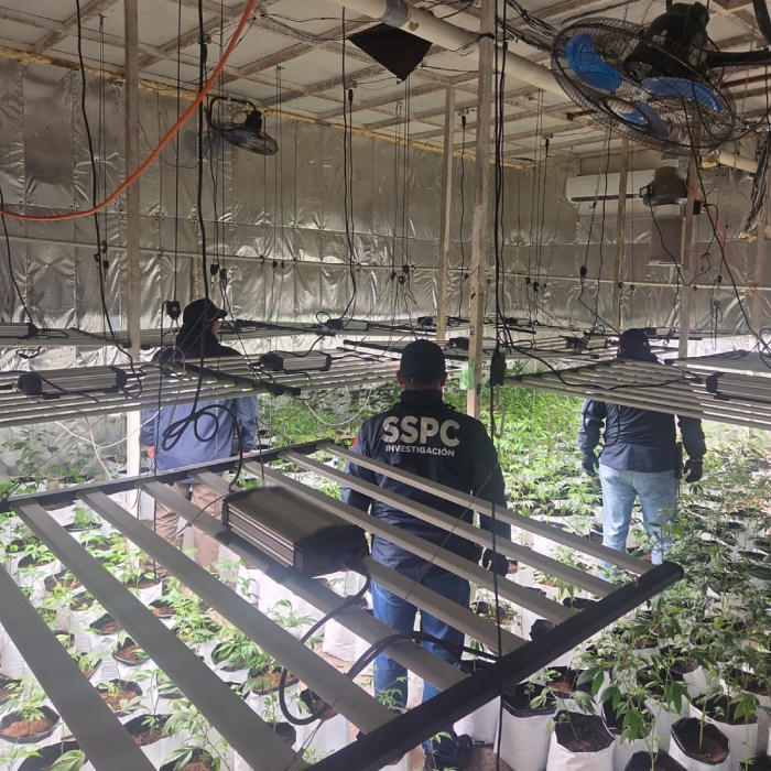 Invernaderos de mariguana en plena CdMx.