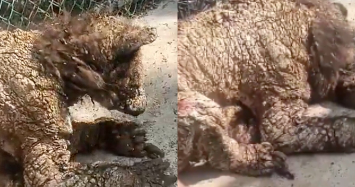 Gustavo Sepúlveda, Coordinador General del Zoológico "La Pastora" en Monterrey, fue destituido el día de hoy del cargo tras hacerse público el abandono de Mina.