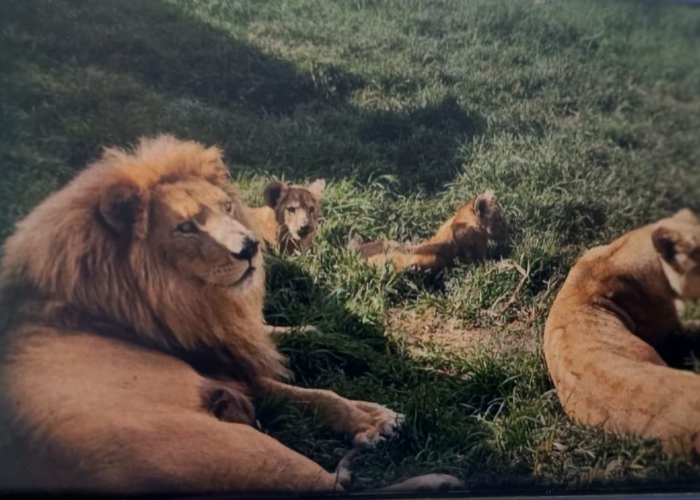 La SSEM detuvo el día de ayer en Puerta Grande, EdoMex, a siete personas acusadas del delito de privación ilegal de libertad. Se aseguraron, además, 4 leones. 
