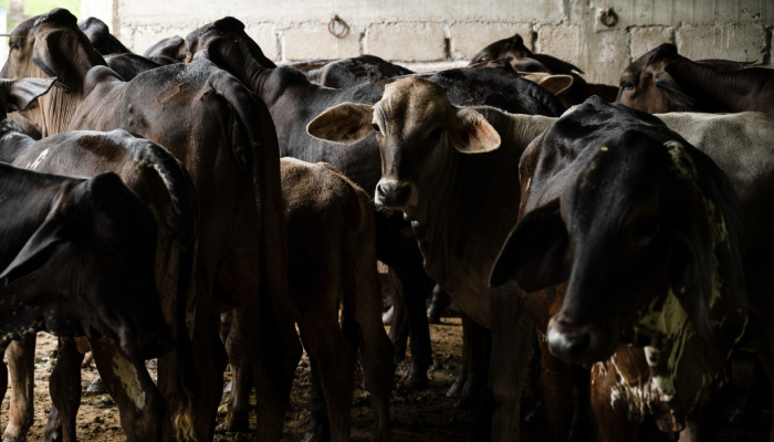 La Presidenta Claudia Sheinbaum anunció este sábado una inversión de 700 millones de pesos para la creación de un centro de corte de carne de alta calidad que beneficiará a los estados de Durango, Coahuila y Sonora.