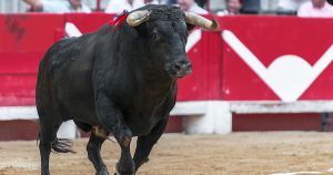 Dejar atrás la crueldad disfrazada de cultura, nos permitirá crear nuevas tradiciones.