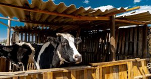 Santuario para animales