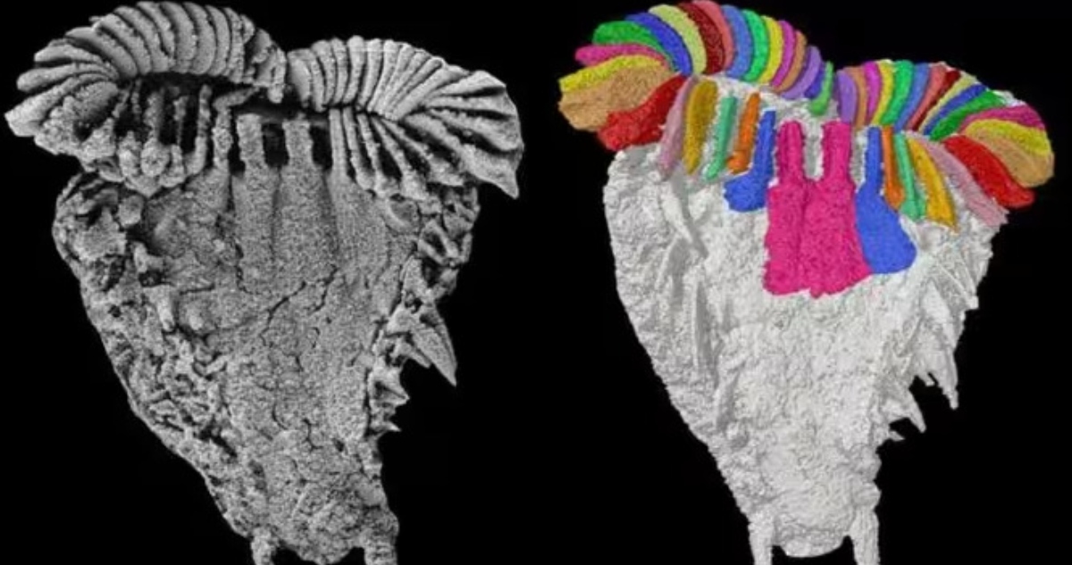 Un equipo internacional de coliderado por el Instituto Geológico y Minero de España descubrió en Marruecos un fósil, bautizado como "Atlascystis acantha".