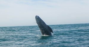 Un equipo científico internacional apunta que la longevidad delas ballenas podría deberse a una mayor capacidad para reparar mutaciones en el ADN.