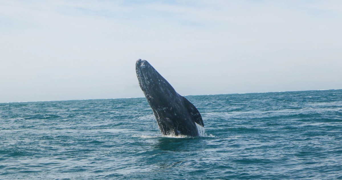 Un equipo científico internacional apunta que la longevidad delas ballenas podría deberse a una mayor capacidad para reparar mutaciones en el ADN.