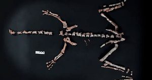 Científicos descubren en Argentina el esqueleto de uno de los dinosaurios más antiguos