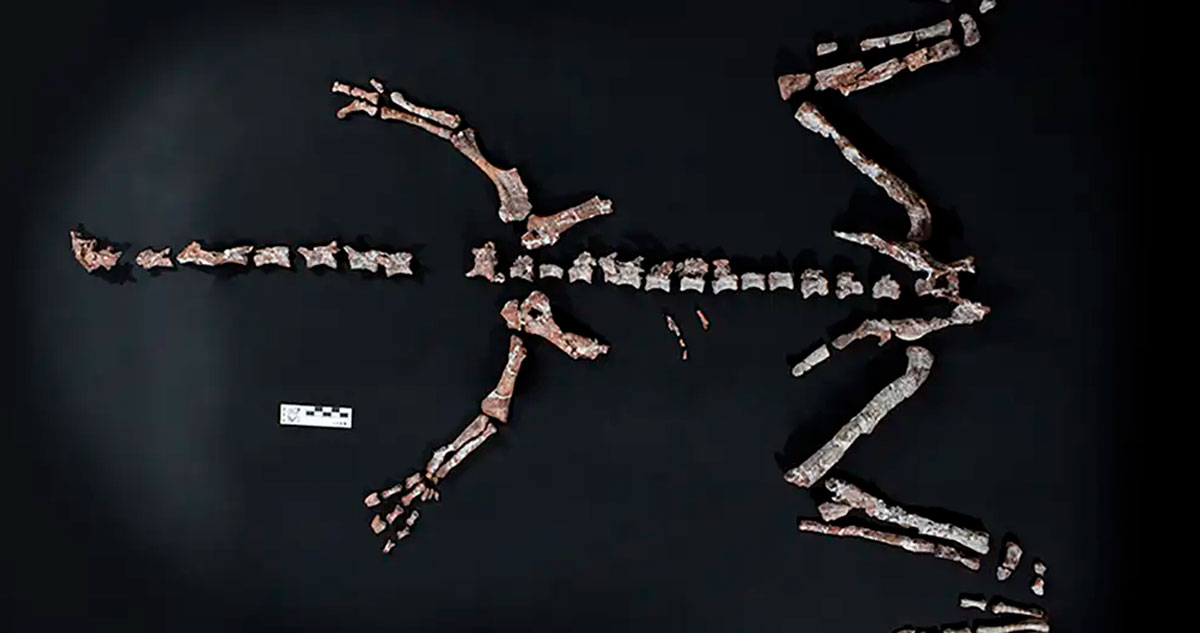 Científicos descubren en Argentina el esqueleto de uno de los dinosaurios más antiguos
