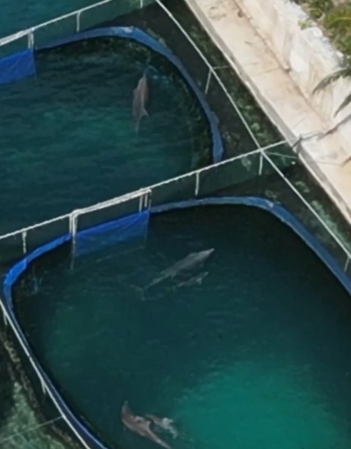Delfines en una piscina