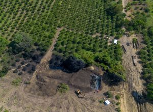 Los sembradíos de naranja se preparaban para su mejor época del año y han quedado devastados.