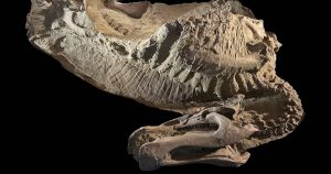 Científicos recrearon a detalle la apariencia del dinosaurio Edmontosaurus annectens a través de ejemplares conservados gracias a un proceso de "momificación".