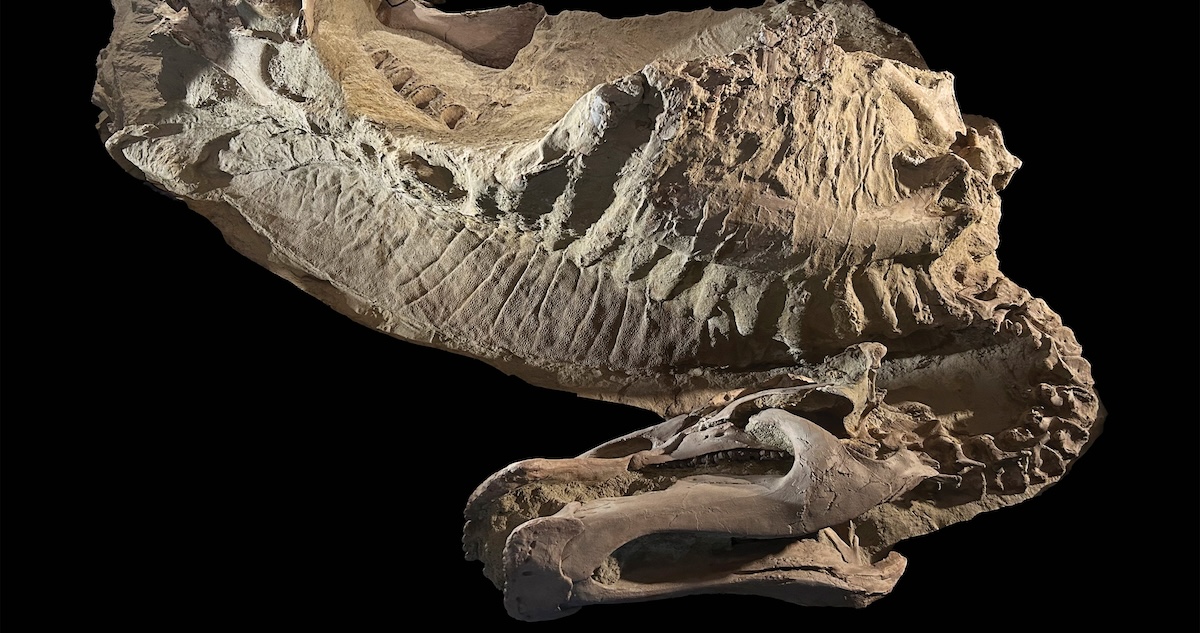 Científicos recrearon a detalle la apariencia del dinosaurio Edmontosaurus annectens a través de ejemplares conservados gracias a un proceso de "momificación".