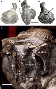 Los autores señalan que el descubrimiento del "Dragón espada" llenará un vacío en la evolución de los ictiosaurios.